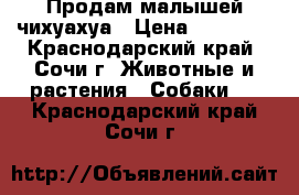 Продам малышей чихуахуа › Цена ­ 10 000 - Краснодарский край, Сочи г. Животные и растения » Собаки   . Краснодарский край,Сочи г.